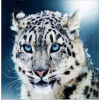 Snow leopard 30x30 cm