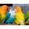Three parrots 