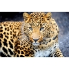 Watching leopard 30x40 cm