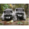 Two Raccoons 30x40 cm