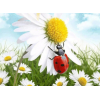 Cute ladybug on a Chamomile flower 30x40cm