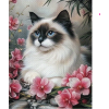Imeline Birma kass 30x40 cm