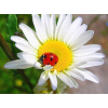 Ladybug on a caracal 30x40cm