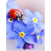 Ladybug on a flower 30x40cm