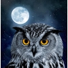  Owl with the Moon  30x30 cm