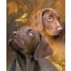 Brown dogs 30x36 cm