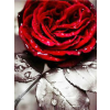 Raudona roze 30x40 cm