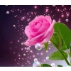 Pink rose 40x40 cm