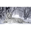 Tiger in the snow 30x40 cm