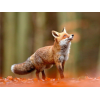 Watching Fox 1 30x40 cm