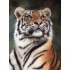 Watching tiger  40x50 cm