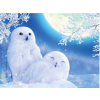 White Owls 30x40 cm