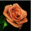 Rožė 3 30x30 cm