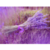 Lavender 30x40 cm