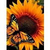 Sunflower with butterfly 30x40 cm
