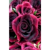 Red Rose 30x40 cm